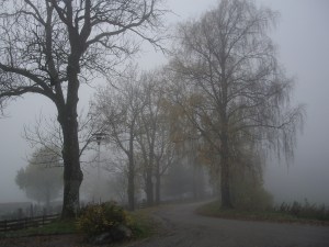Benny Berget 2-Trær i tåke