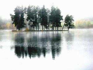Benny Berget-Trær i tåke