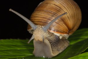 Tom Rolf Ingebretson-Vinbergsnegl