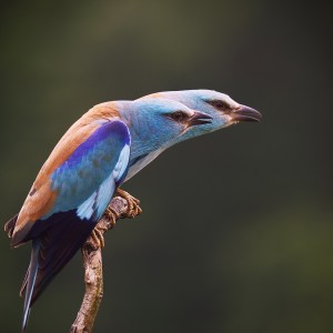 Tore Johan Birkeland-Blåråkepar