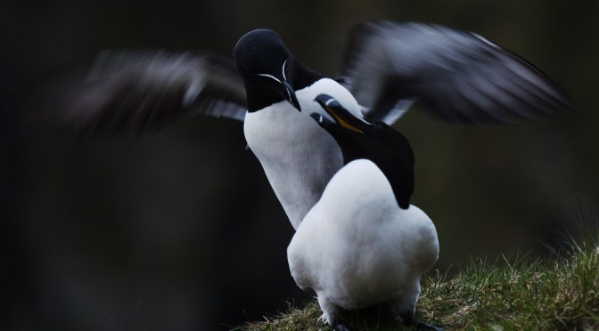 Månedens bilde juni