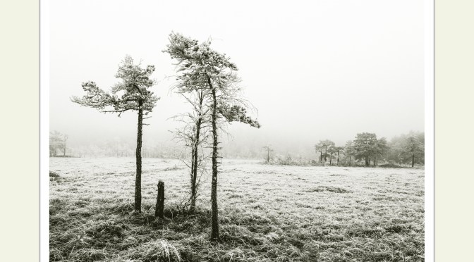 MÅNEDENS BILDE JUNI