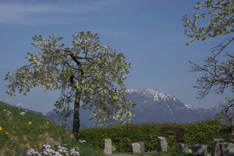 Blomstring i Hardanger