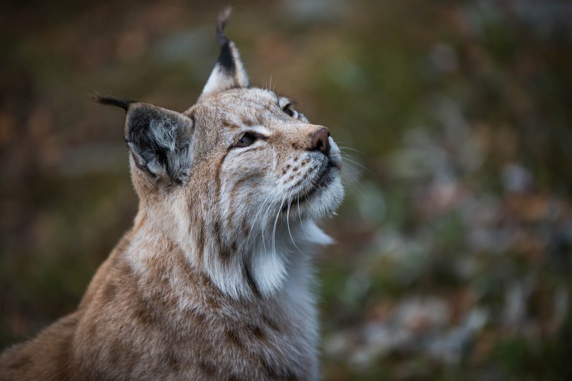 Halvor Roxrud-Pusen på Langedrag