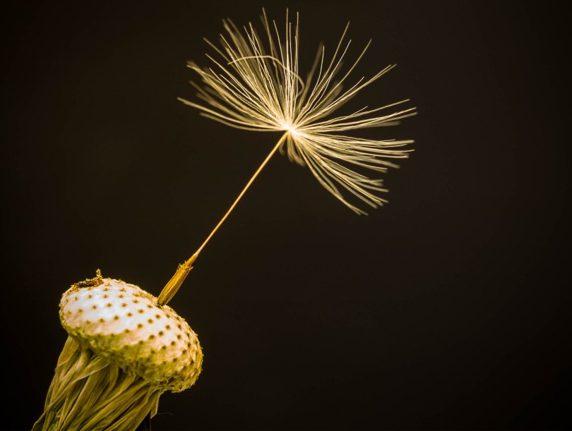 Thormod Nordahl - DandiLion