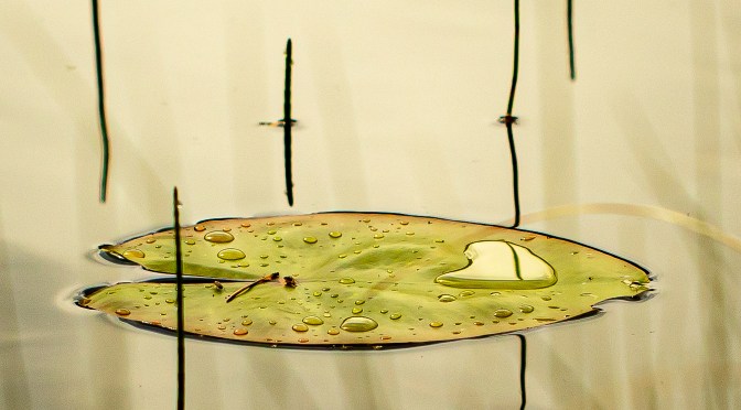 Månedens bilde – juni