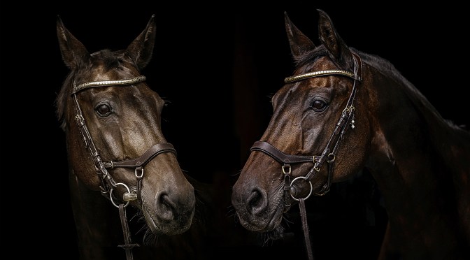 Månedens bilde – oktober