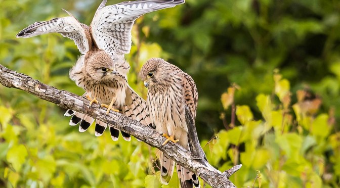 Månedens bilde – januar