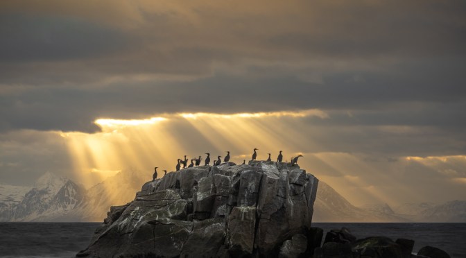MÅNEDENS BILDE –  MAI