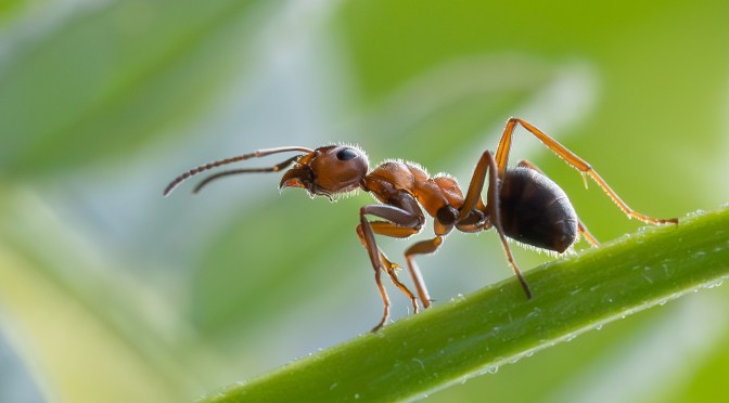 MÅNEDENS BILDE SEPTEMBER