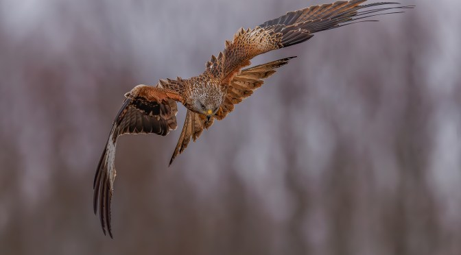 MÅNEDENSBILDE APRIL