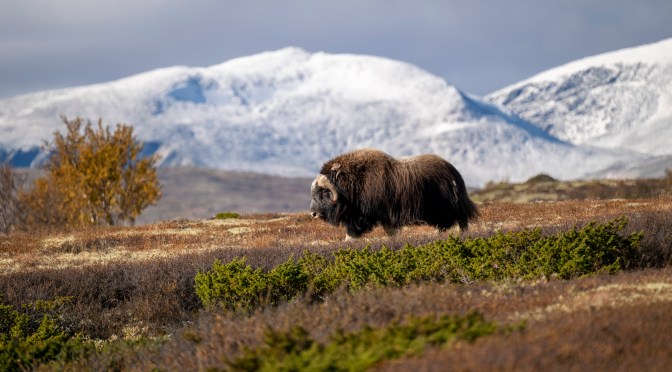 MÅNEDENSBILDE OKTOBER