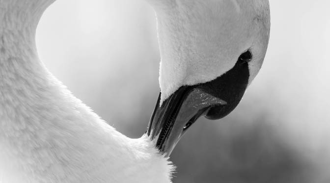 MÅNEDENSBILDE MARS 2026